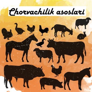 CHORVACHILIK ASOSLARI