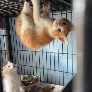 КОТЕКИ, РЕПОСТИ І РЕПОСТИ КОТЕКІВ