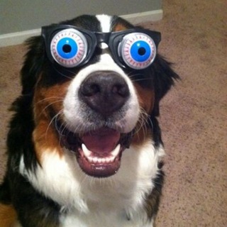FUNNY ANIMALS