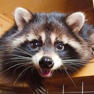 RACCOONS.MARK_NUSHA