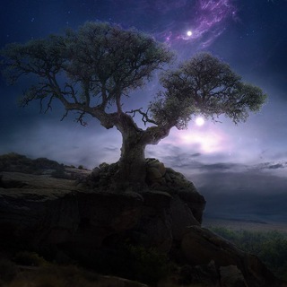 DAYDREAMER