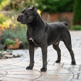  DOGUPFOTO 