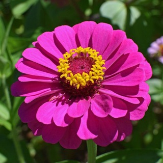 MURMARIS