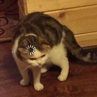 РАБЫНЯ НИКИТИЧ