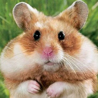 CHAT HAMYAKOV