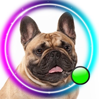 ФРАНЦУЗСКИЙ БУЛЬДОГFRENCH_BULLDOG