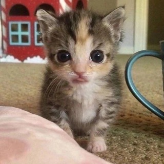 R/PICS