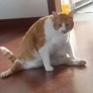 ДУРАЦКИЕ И ТОЛСТЫЕ КОТЫ