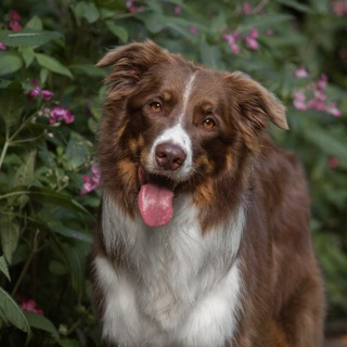 BORDER COLLIE LUCKY