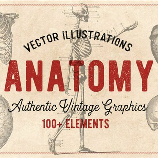 ANATOMY