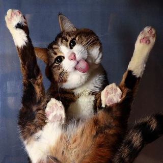 КОТИКИ ОНИ ТАКИЕ КОТИКИ!