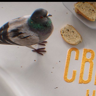 СВЕТСКИЕ КРОШКИ LIVE