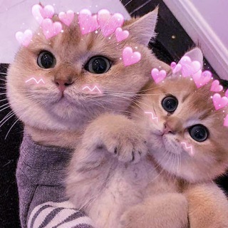 ASTRO CATTISH | ГОРОСКОП