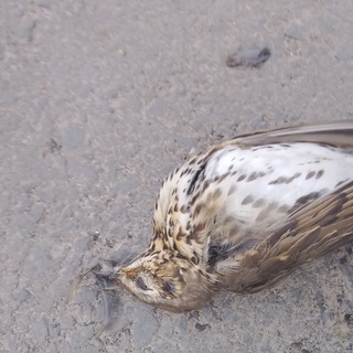 МИШАНЯ ДАРИТ