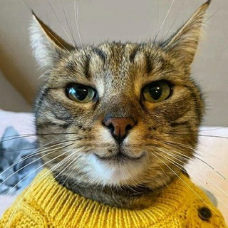  МОЙ КОТ