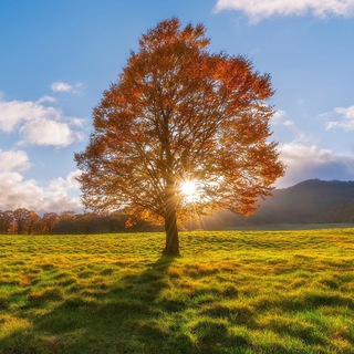 ЛЕСНЫЕ ИГРЫ