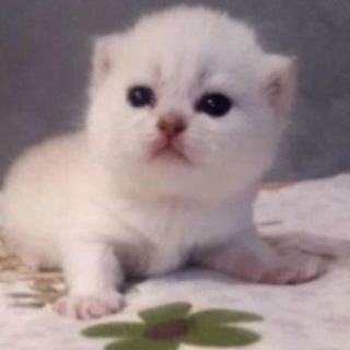 БУДДИЗМ МОЕ НИЧЕГО