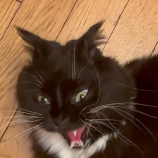 NIKAMEOW