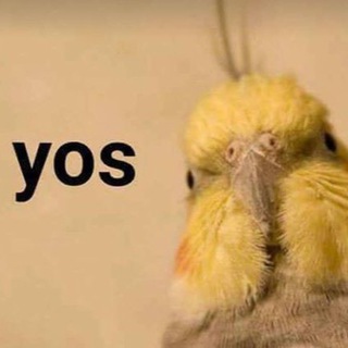BIRB LIFE