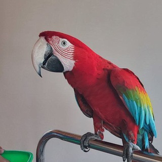 @OSCAR_UZ