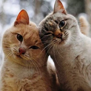 КОТ И КОШЕЧКА