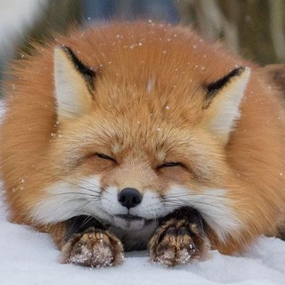 BABY FOX
