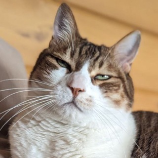 КОТ, КОТОРЫЙ СМОГ!