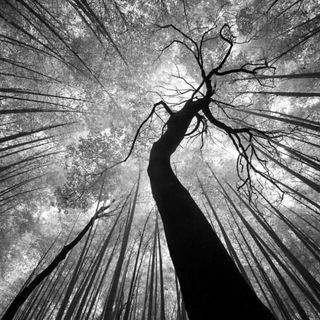 БЕЛАРУСКОЕ МНЕНИЕ