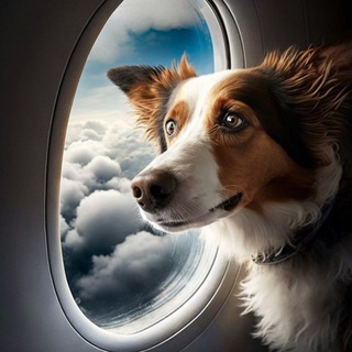 ДОСТАВКА ПИТОМЦЕВ WORLDWIDE PETS DELIVERY