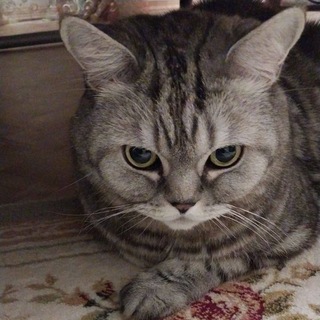 40 МЕМОВ С КОТАМИ