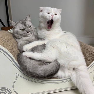 КОТЯЧ