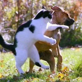 CATS VS DOGS