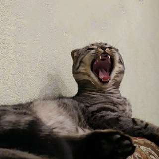 CAT_ZDEC КОТЫ