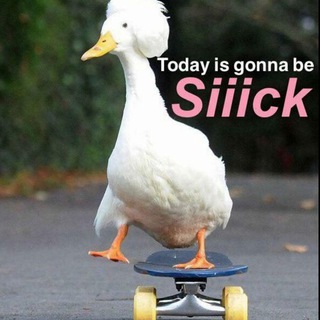 SURFING BIRDS