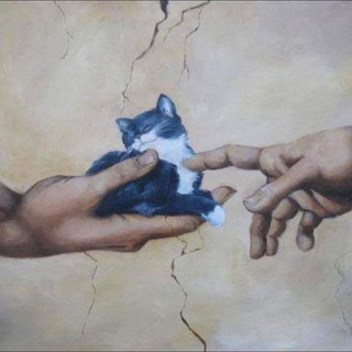 КОТІШЕЧКИ КОТИ