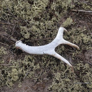 DEAR MOSS