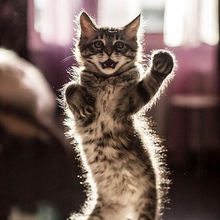 КОТИКИ TIKTOK CATS VIDEO
