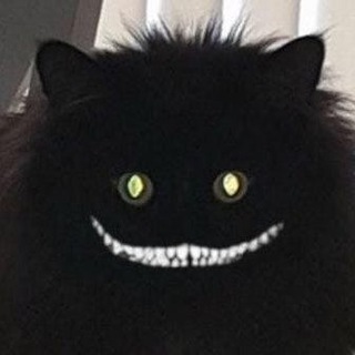 КОТ КАНАЛ-Z