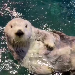 КАЛАН С ВИДЕВО
