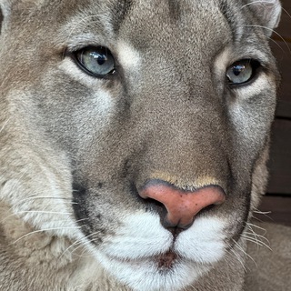 LONDON_BIG_CAT