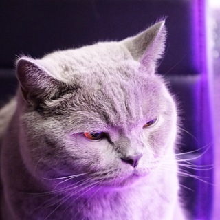 КОТОМОДЕРМЕМ