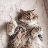 КОТЫ И КОШКА КРАМНИКА