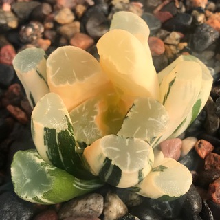 RARESUCCULENTS