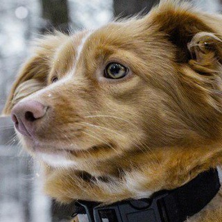 CUTE DOGS