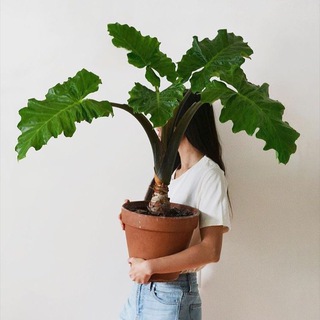 TERRACOTTA & MY PLANTS