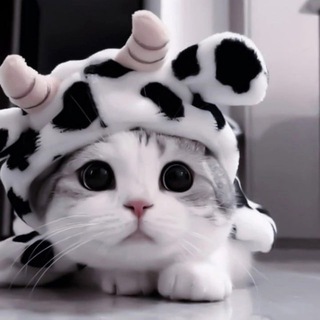 ANIMAL SEXOLOGY