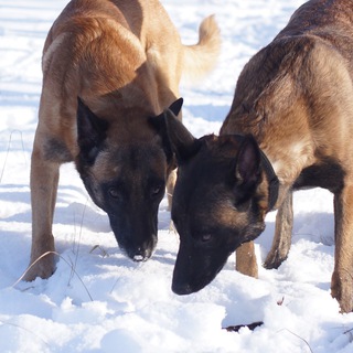 K9_MALINUA