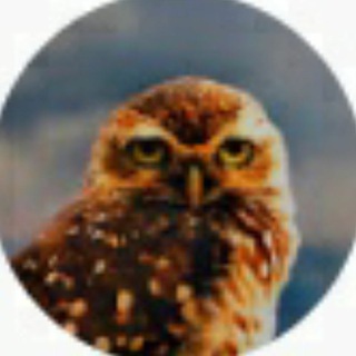 ПРОЕКТ СОВА / PROJECT OWL