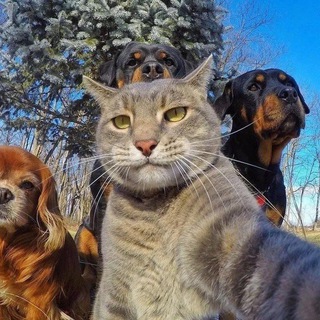 ANIMAL.TV