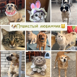 ПУШИСТЫЙ ЛЮБИМЧИК